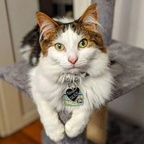Free access to (@balrogmeowgoth) Leaked OnlyFans 

 profile picture