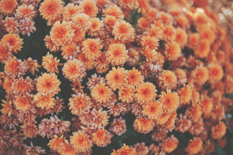 Header of bambiboi