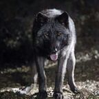 blackwulf OnlyFans Leak 

 profile picture