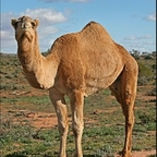 Free access to (cameltoes) Leaked OnlyFans 

 profile picture