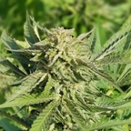 cannaporn OnlyFans Leaks 

 profile picture