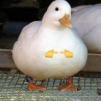 FemboyOwO cutefemboyowo Leaked OnlyFans 

 profile picture