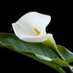 cyprus (Cyprus) free Only Fans content [FRESH] profile picture