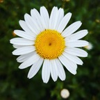 Profile picture of dreamingofdaisy