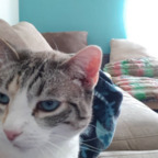 elsacat (Elsa) free OnlyFans content 

 profile picture