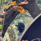 et-tokes OnlyFans Leak 

 profile picture