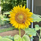 Flower2 (flower212) Leaked OnlyFans 

 profile picture