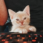 fosterkittendad Profile Picture