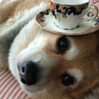 iinuu (iinuu) OnlyFans Leaked Content 

 profile picture