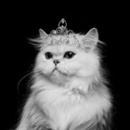 kitty KQ kitty-queen Leaked OnlyFans 

 profile picture
