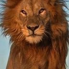 lionel77 OnlyFans Leaks 

 profile picture