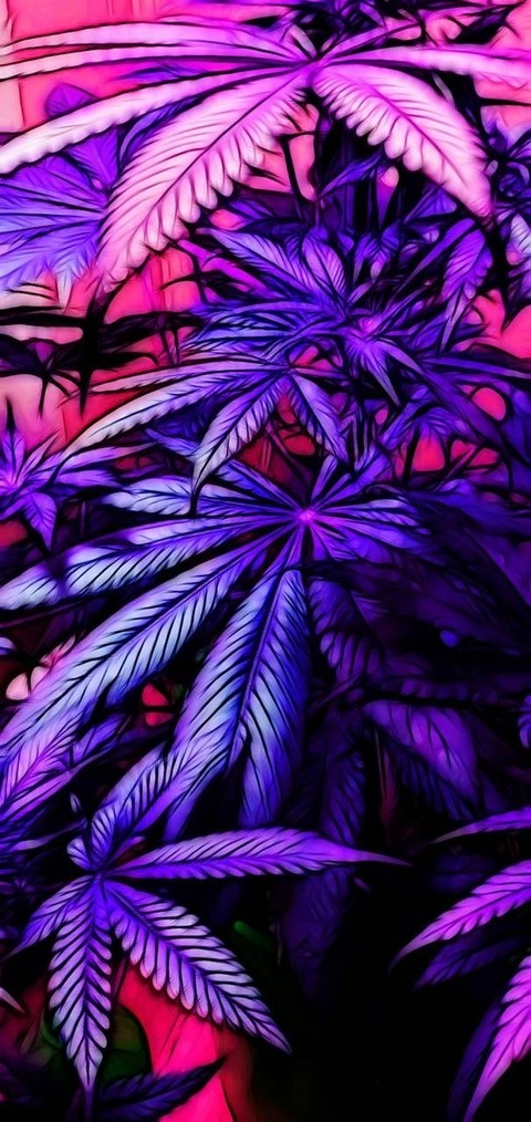 Header of molly4444