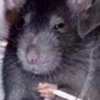 molotov_cockteez OnlyFans Leak 

 profile picture