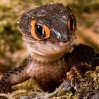 Salacious Skink (momonga) Leaks OnlyFans 

 profile picture