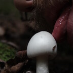 onlymushrooms Profile Picture