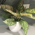 Onlyfans leaked onlyplants 

 profile picture