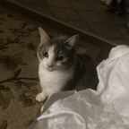Onlyfans leaked onlypurrs 

 profile picture