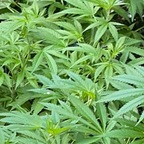 Stoner (u157284051) Leaks OnlyFans 

 profile picture