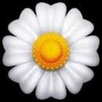 whoopsie_daisy420 OnlyFans Leaked 

 profile picture
