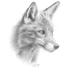 Onlyfans leaks wildxfox 

 profile picture